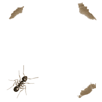 animated-gifs-ants-33.gif